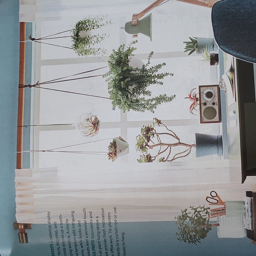 MAGAZINE: HOUSEPLANTS - Picture 14 of 15